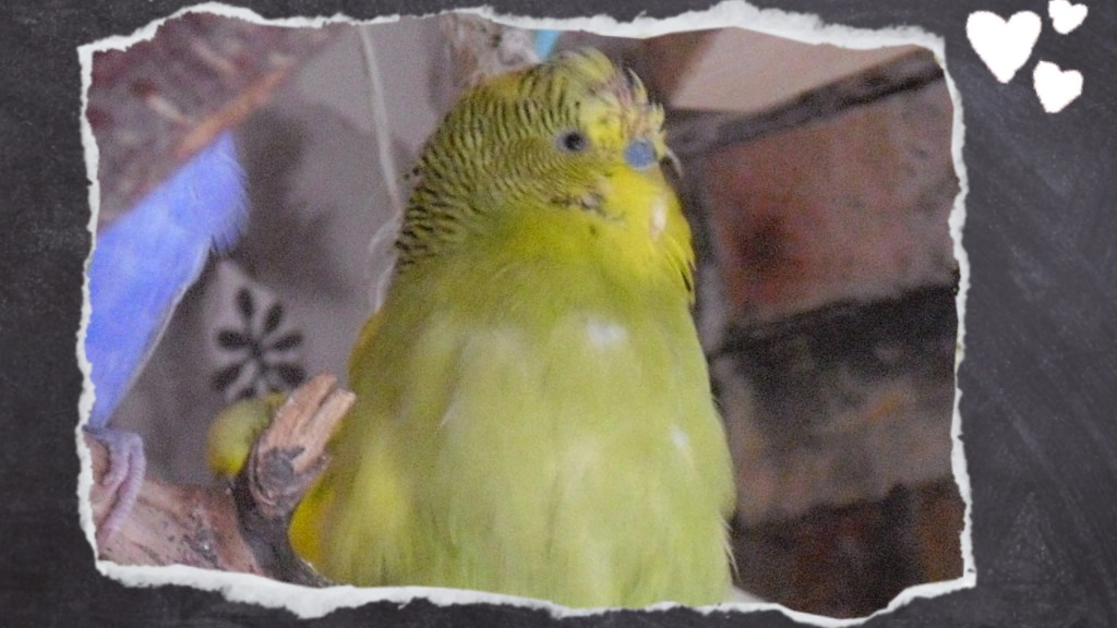 kranker Wellensittich mit Blutkielen während Mauser