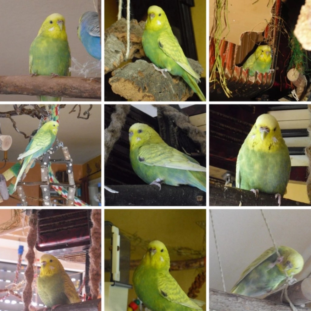 Photo Collage mit Bildern von Welli-Henne Krümmel