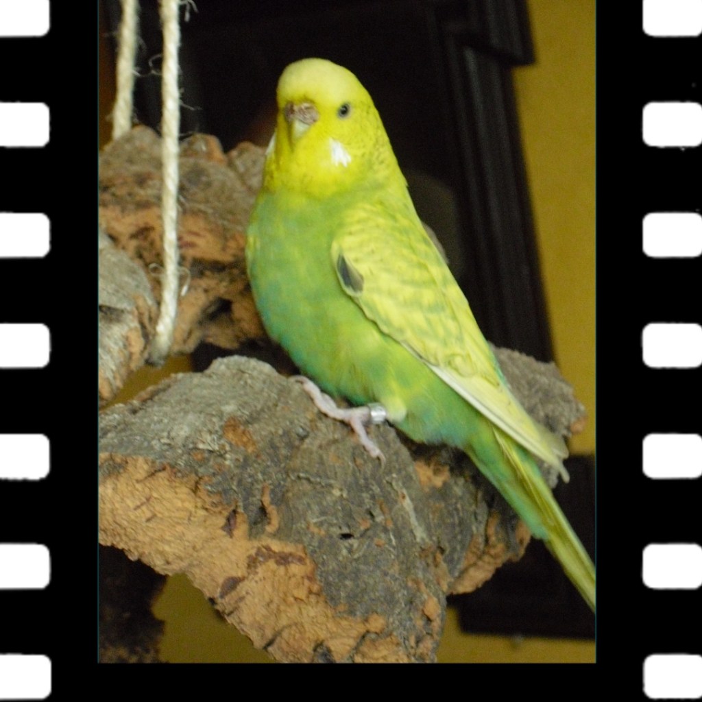 Mit Welli Krümmel bin ich leider zu spät zum Tierarzt gegangen.