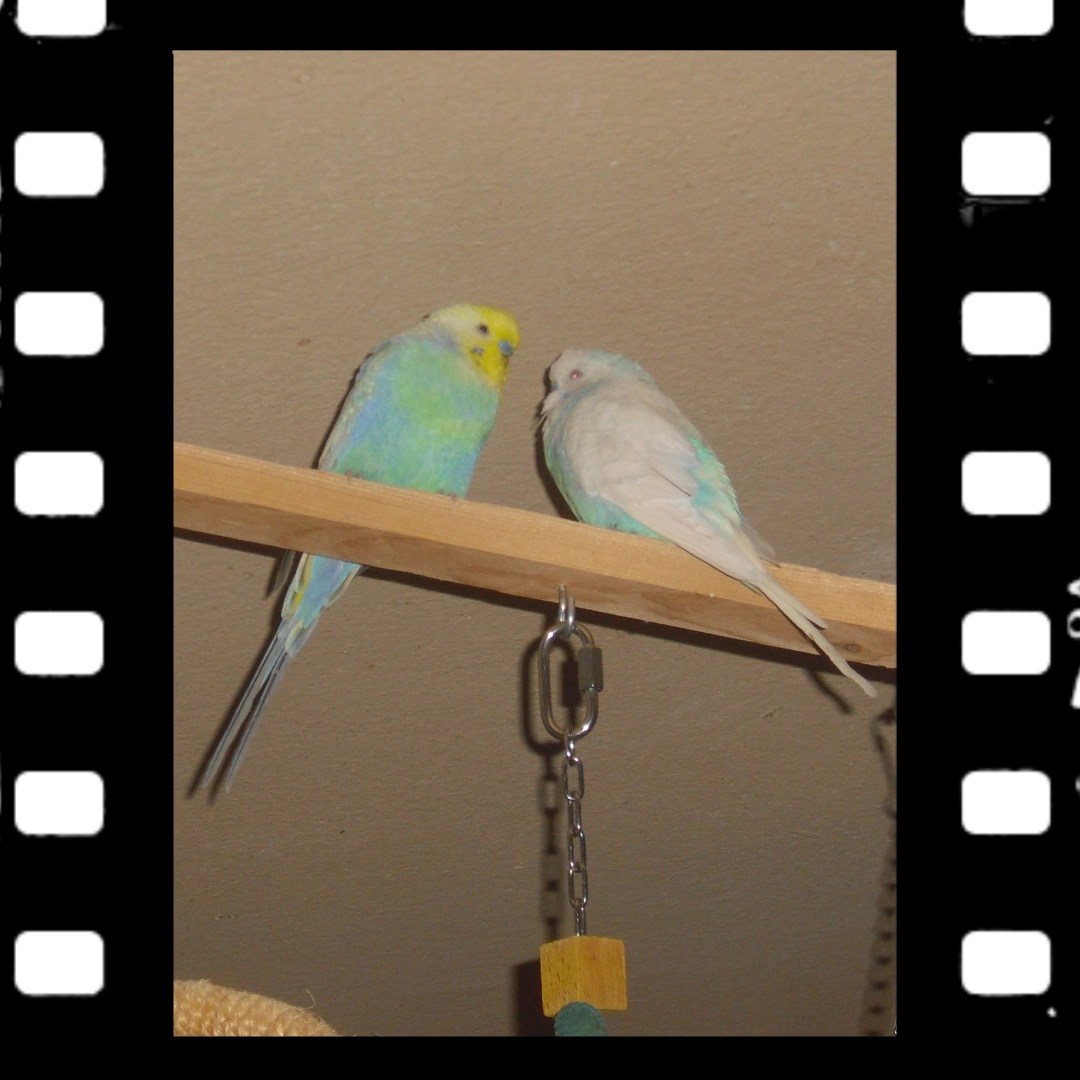 Easy und Krümmel sitzen fast immer zusammen