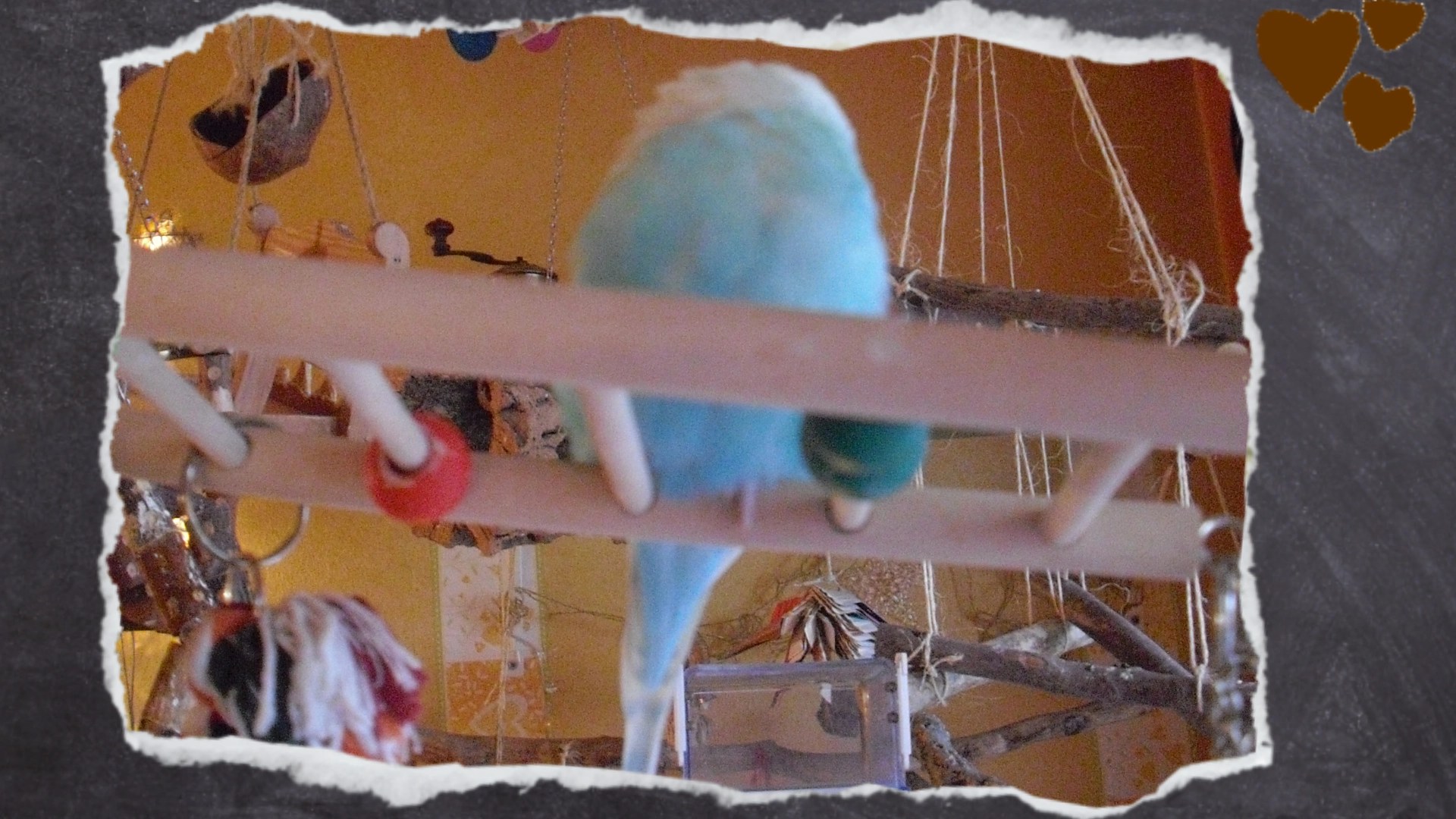 Wellensittich schläft zwischen Kugeln auf der Nagerbrücke