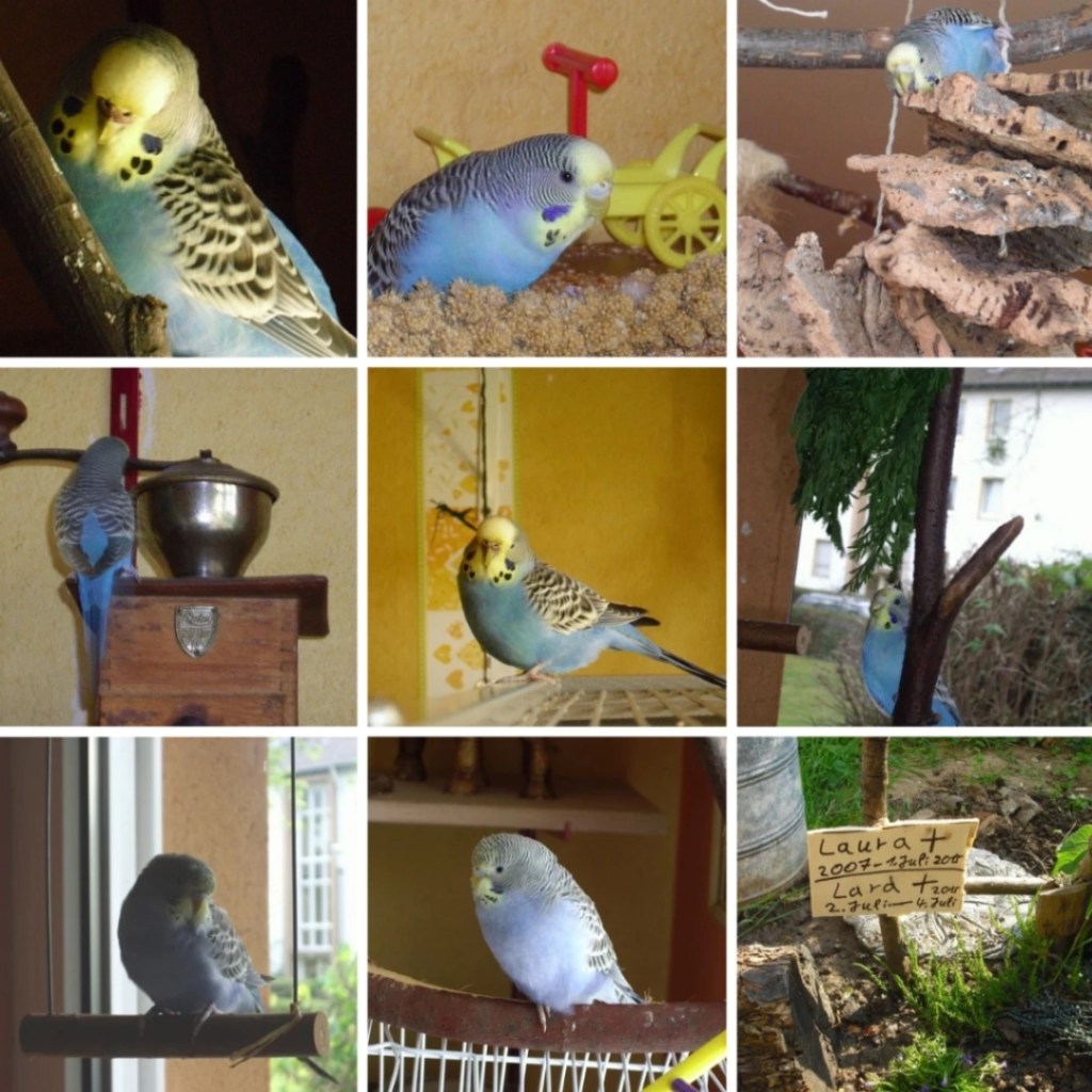 Photo Collage mit Bildern von Welli-Henne Laura