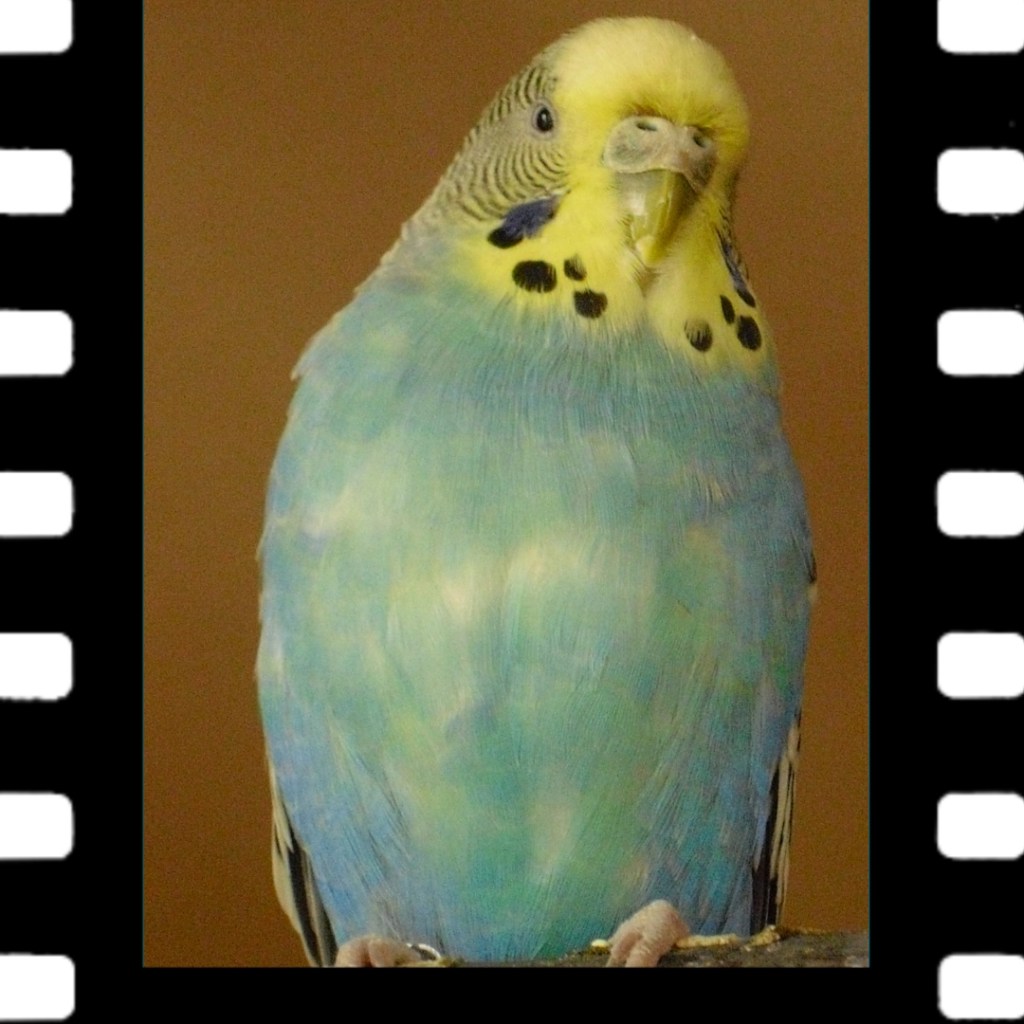 Wellensittich Laura hatte zum Schluss große Atemprobleme.