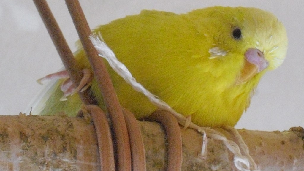 Wellihahn Maja hält sich fest