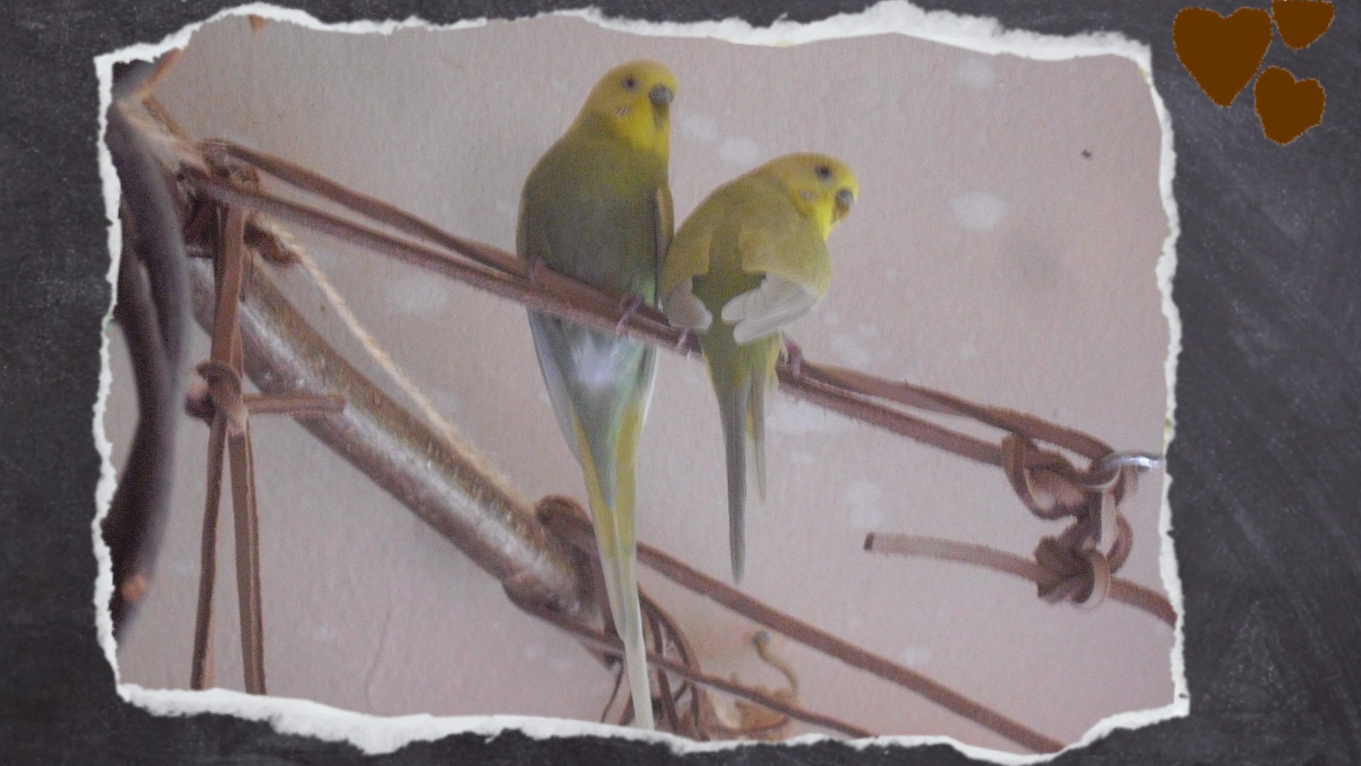 Grüne Wellensittich-Hähne sitzen auf Lederseilen