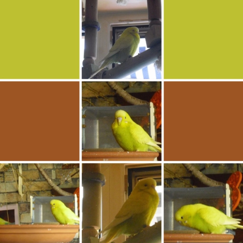 Photo Collage mit Bildern von Welli-Henne Lemon