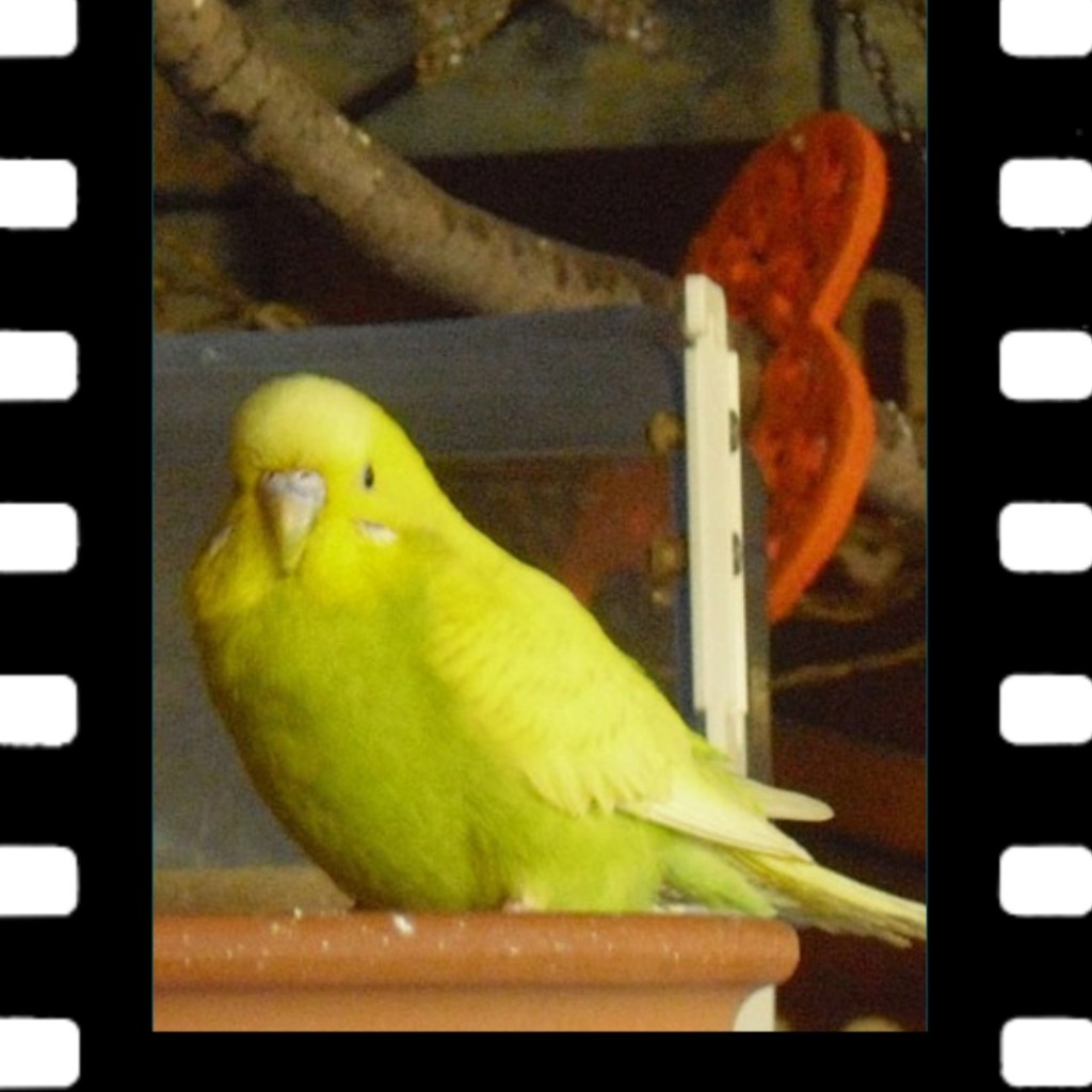 Mein Pflegefall Lemon starb leider sehr früh.