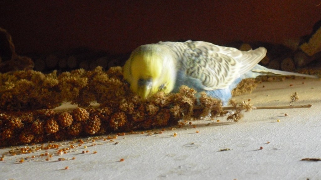 Meine Wellensittiche lieben rote und gelbe Kolbenhirse