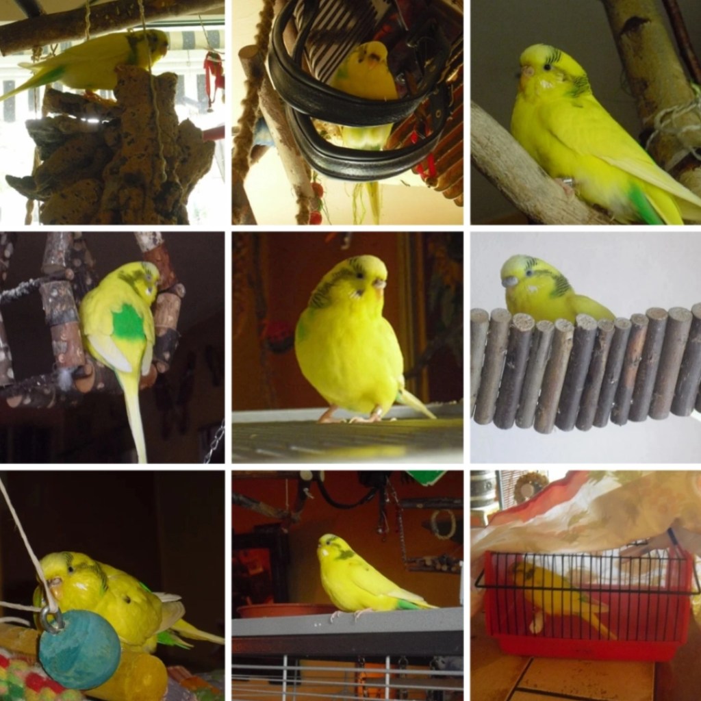 Photo Collage mit Bildern von Welli-Henne Lily