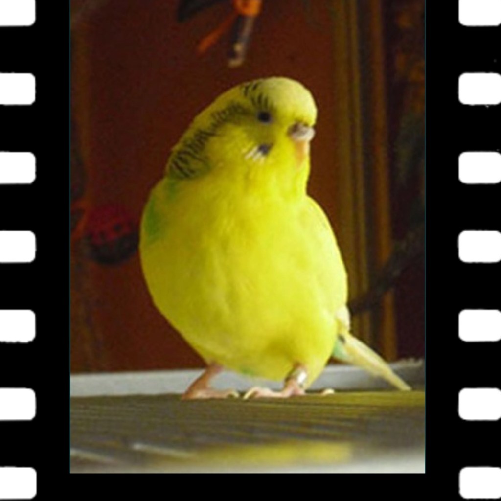 Mein Wellensittich LIly hatte Aspergillose und starb an Altersschwäche.