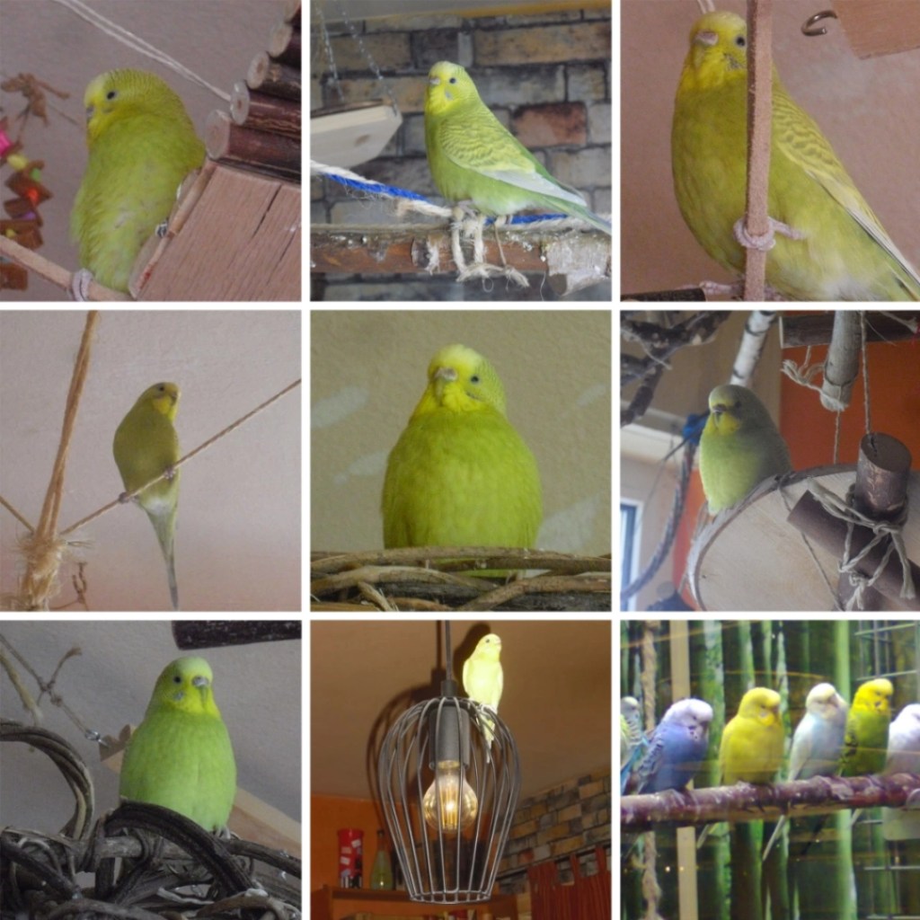 Photo Collage mit Bildern von Welli--Henne Lizzie