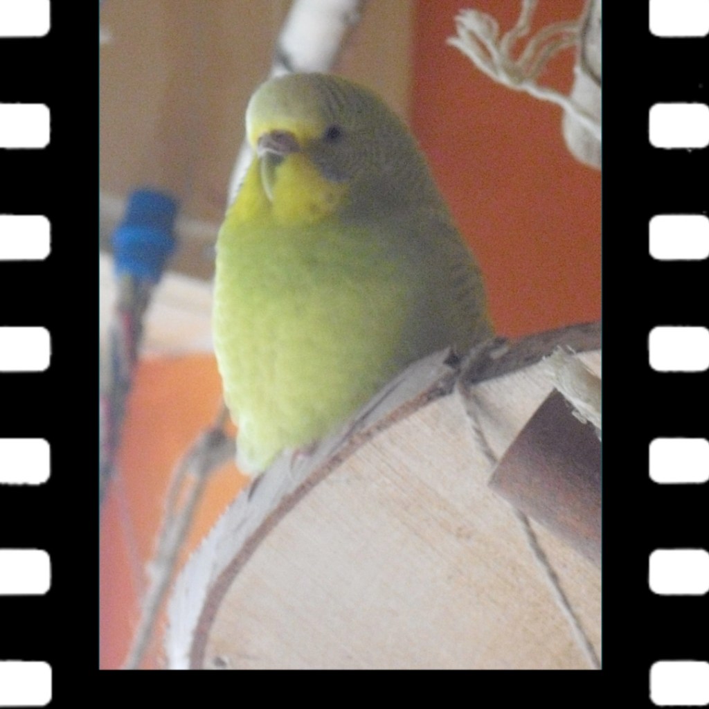 Mein Wellensittich Lizzie starb vermutlich an Megabakterien.