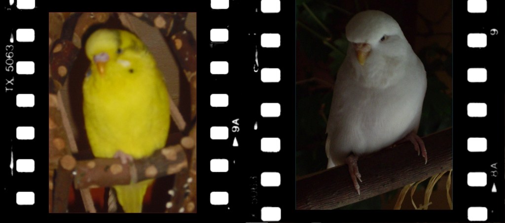 Gelber und weißer Wellensittich Farbschlag