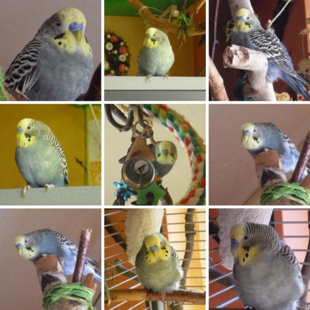 Photo Collage mit Bildern von Welli-Hahn Mäxchen