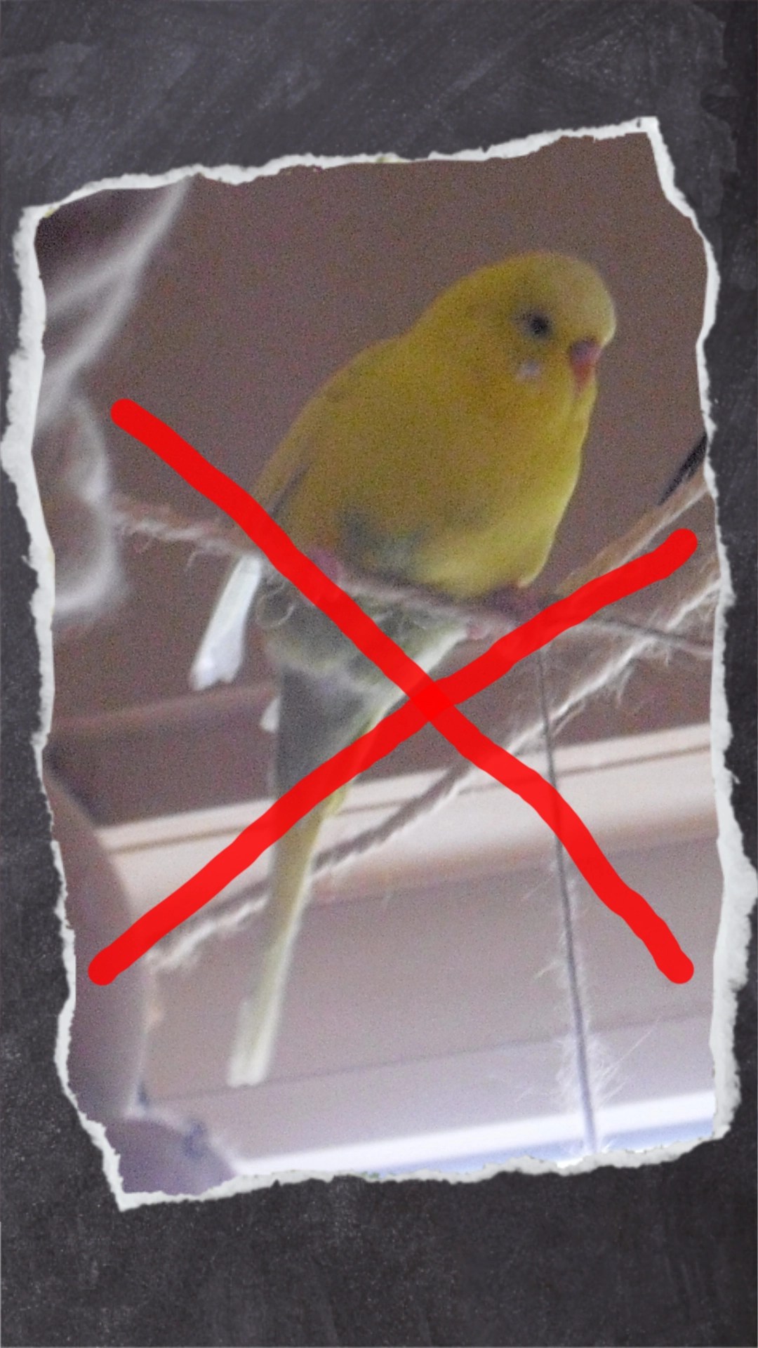 Maja saß besonders gern auf dünnen Seilen