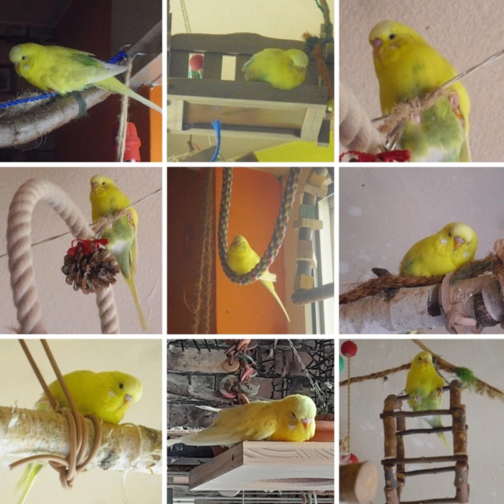 Photo Collage mit Bildern von Welli-Hahn Maja