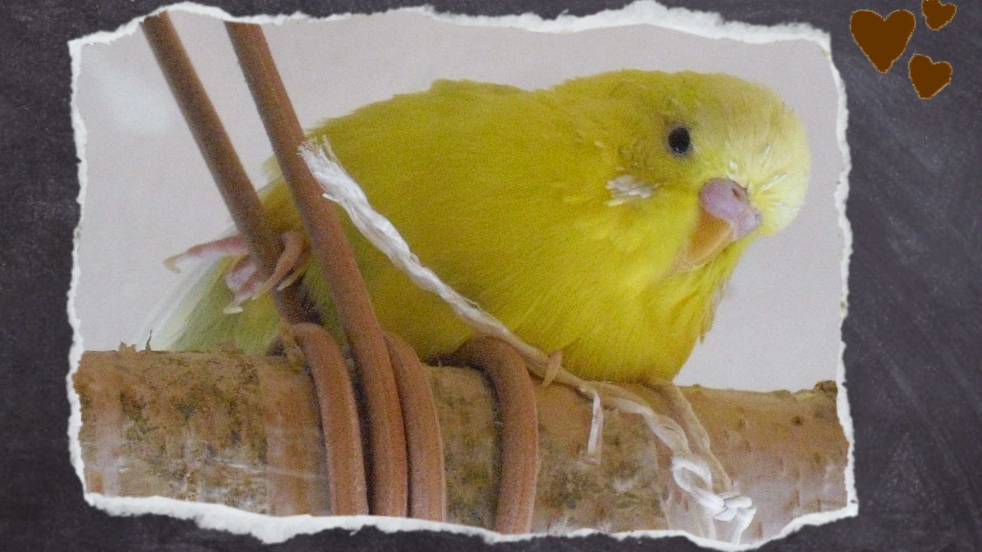 Wellihahn Maja hält sich fest