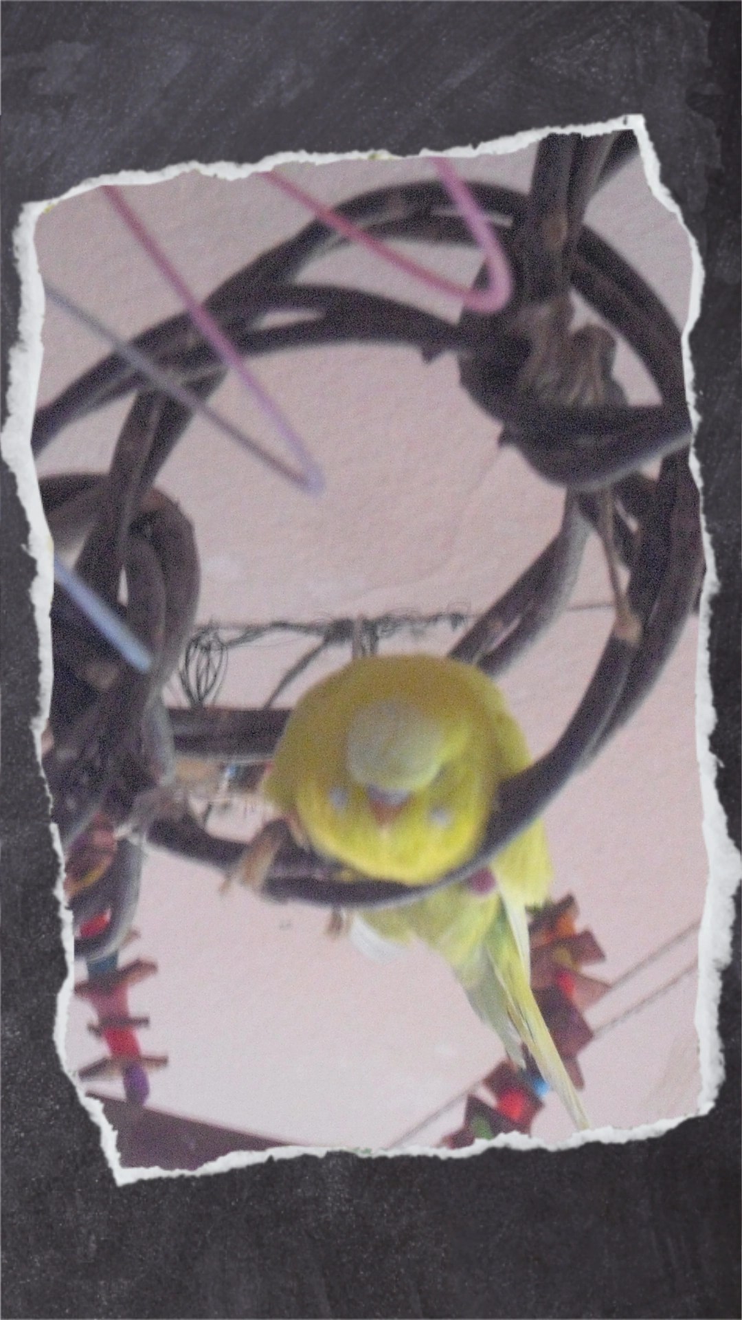 Maja schlief gerne in diesem Weidenring