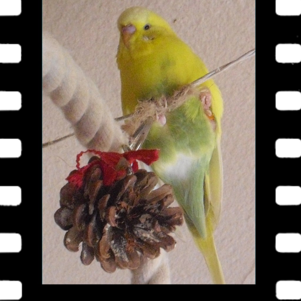 Wie mein gehandicapter Wellensittich Maja starb