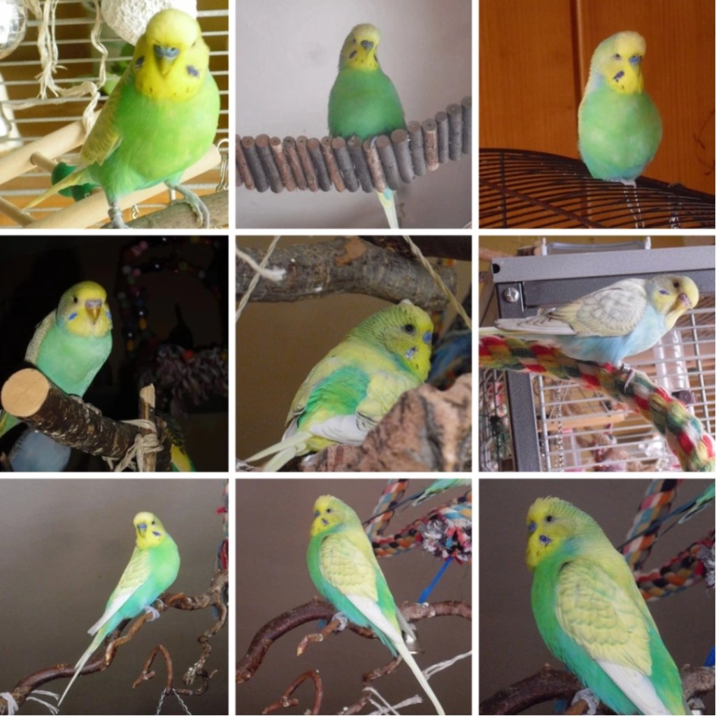 Photo Collage mit Bildern von Welli-Hahn Mara