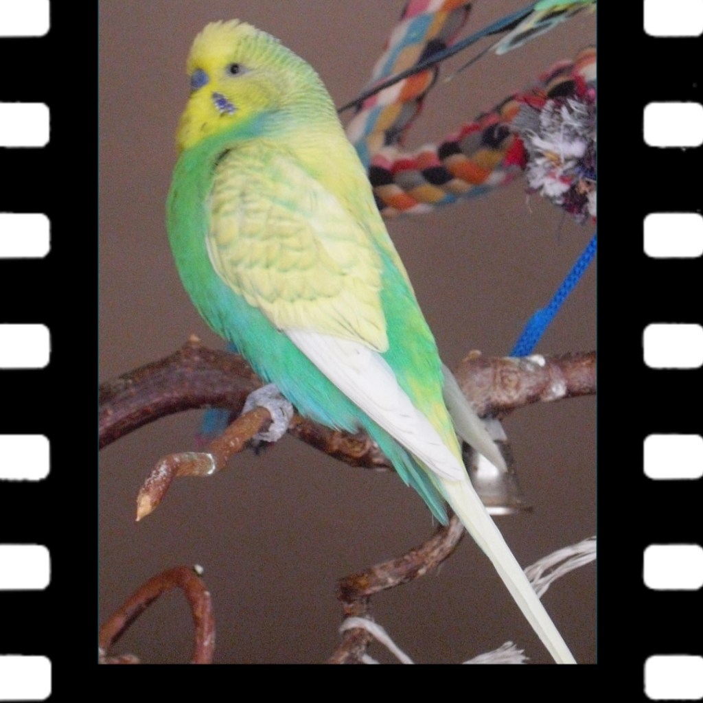 Wellensittich Mara starb an einem Hodentumor.