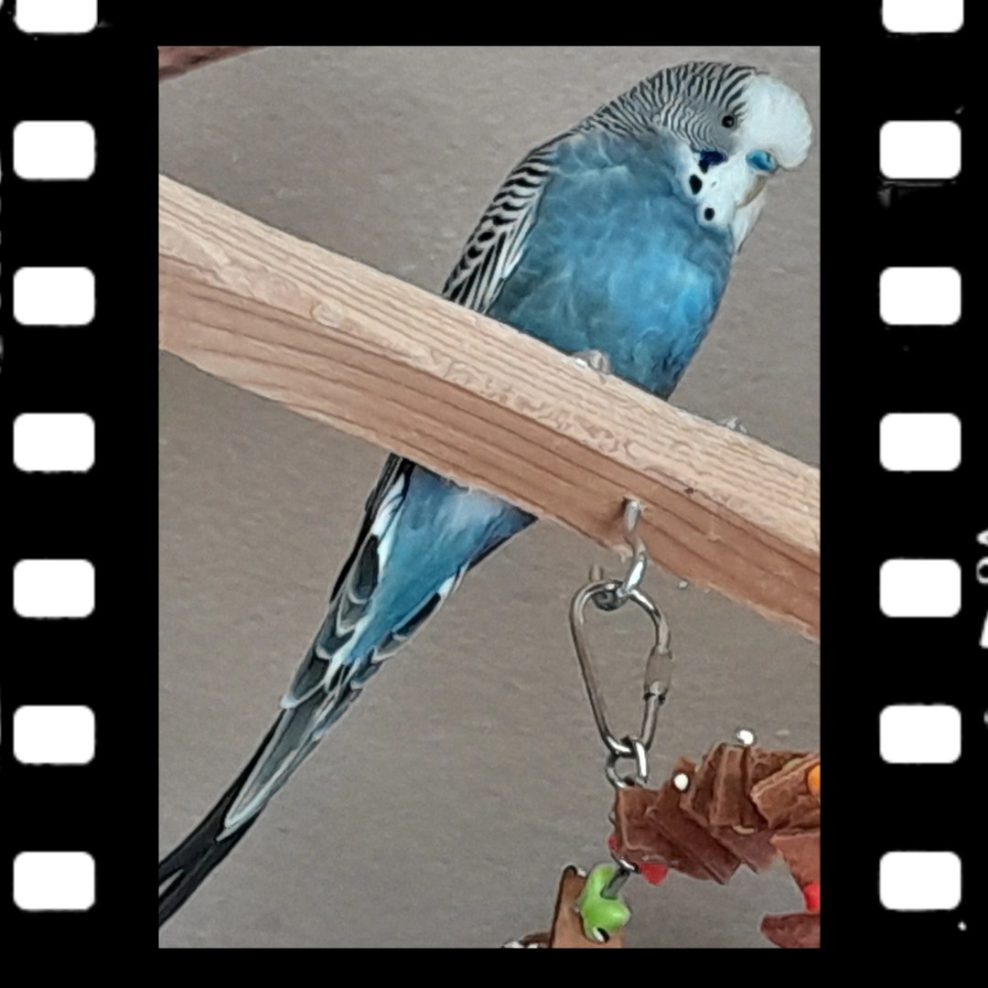 Max ist ein mauvefarbener Wellensittich-Hahn