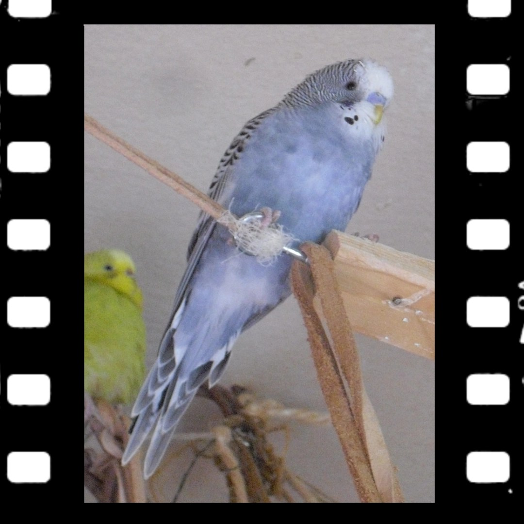 Graublauer Wellensittich-Hahn Max