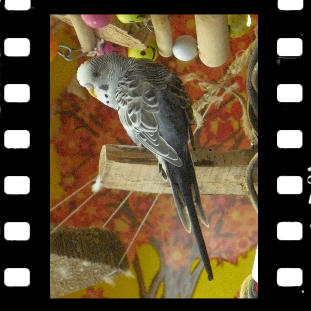 Schwarze Wellenzeichnung auf Flügeln von Wellihahn Max