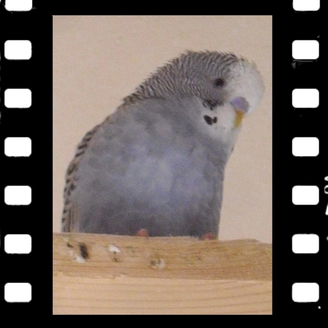 Wellensittich-Hahn Max der blauen Farbreihe