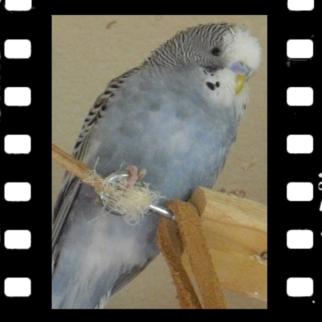 blaue Farbreihe: Wellensittich-Hahn Max