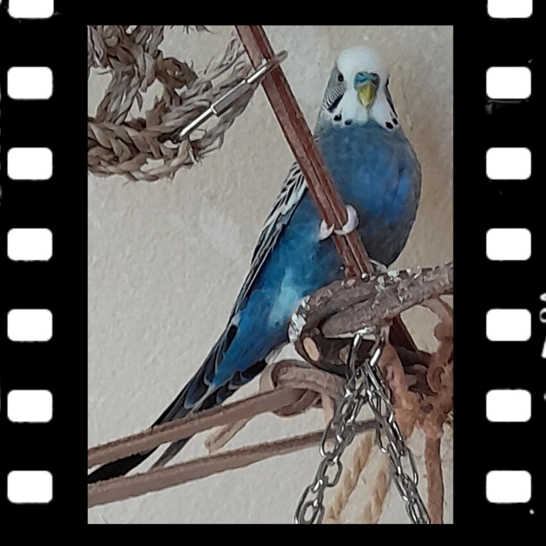 Wellensittich-Hahn aus der blauen Farbreihe mit weißem Gesicht