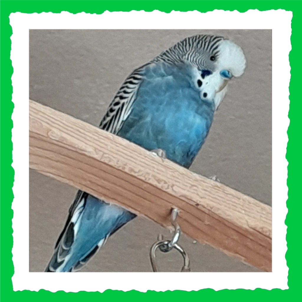 Wellensittich-Hahn Max Steckbrieffoto