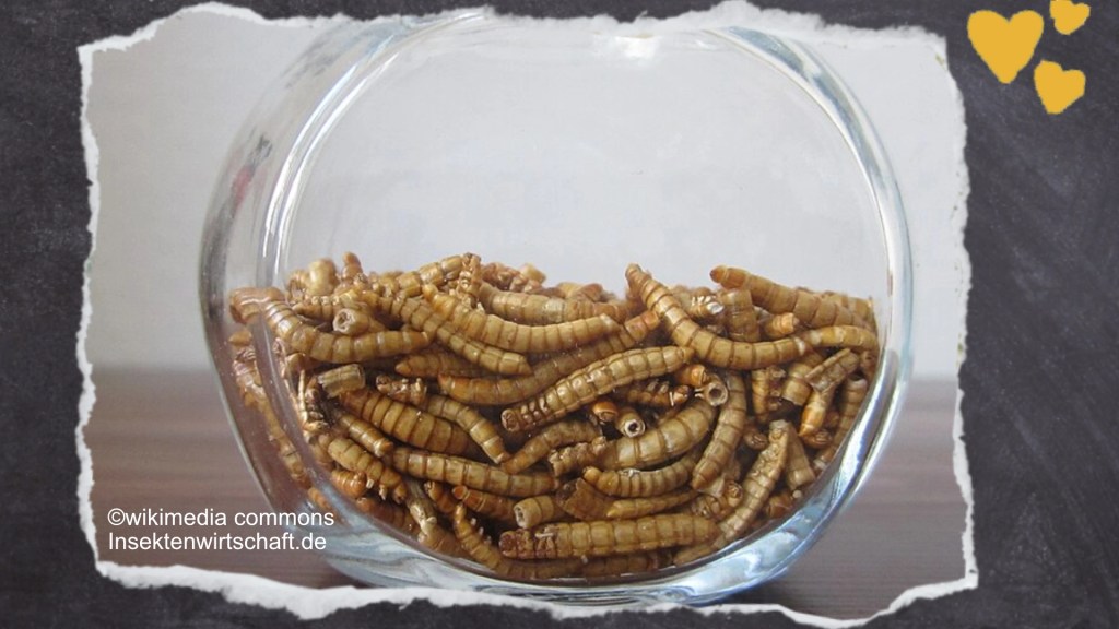 Meisen lieben Mehlwürmer