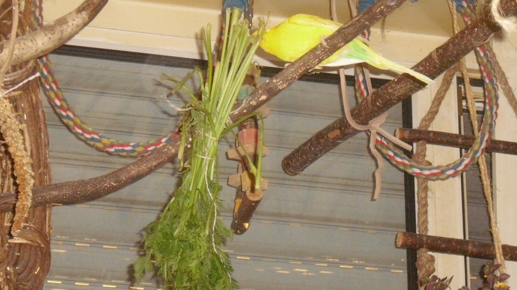 Gelber Wellensittich knabbert an Möhrengemüse