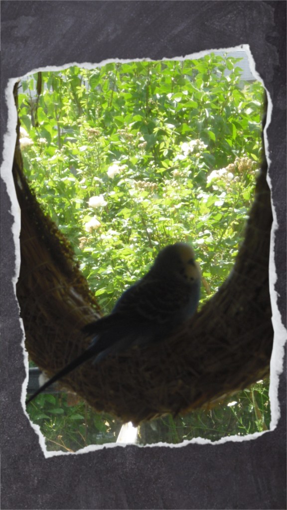 Moritz sitzt auf Heuring vor dem Fenster