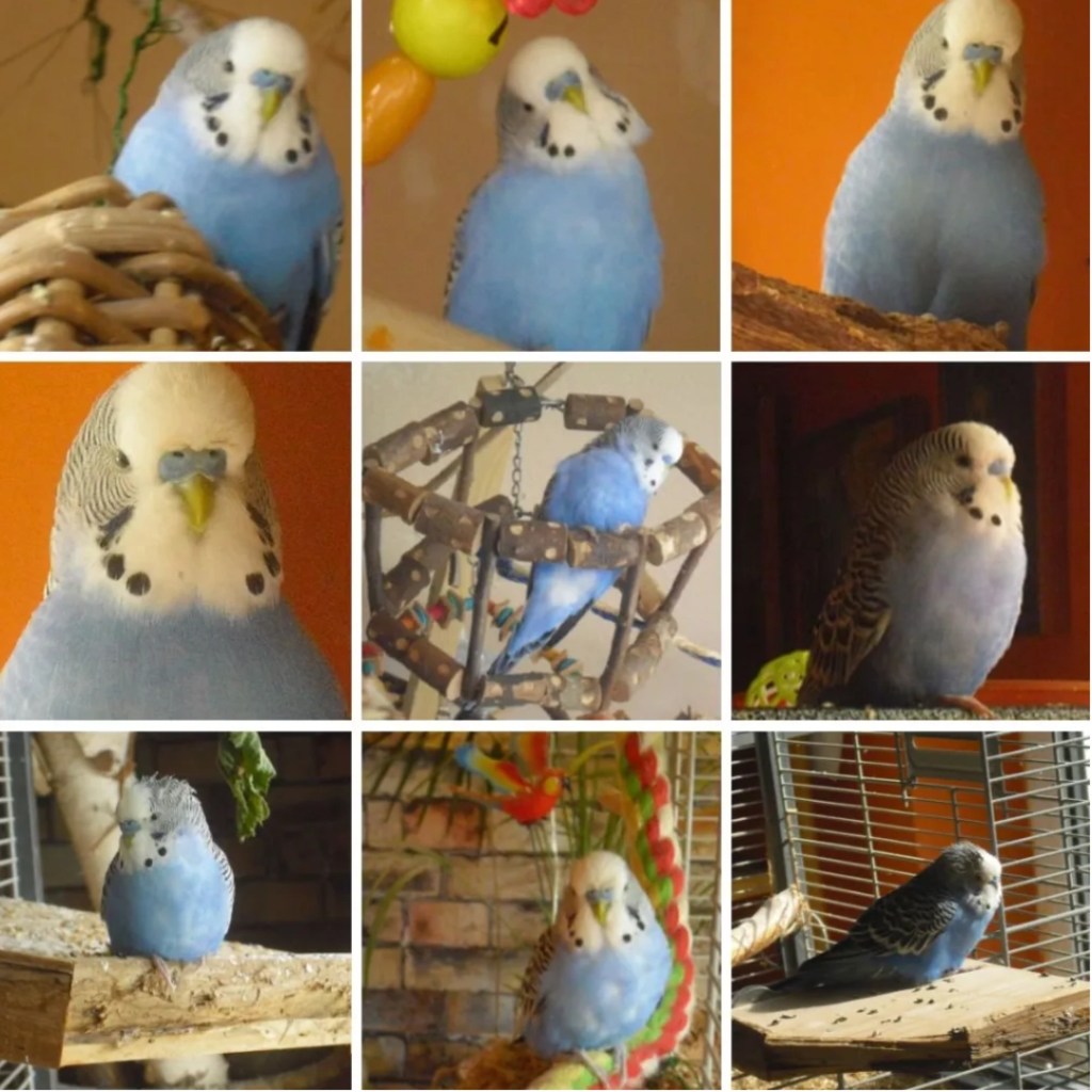 Photo Collage mit Bildern von Welli-Hahn Moritz