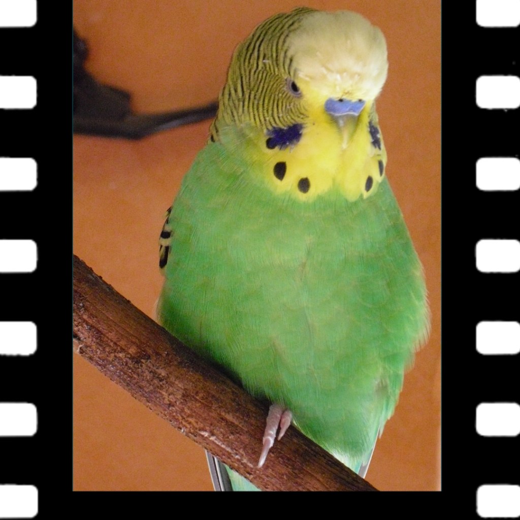 Wellensittich Mucki litt unter der französischen Mauser und starb an einem Tumor.