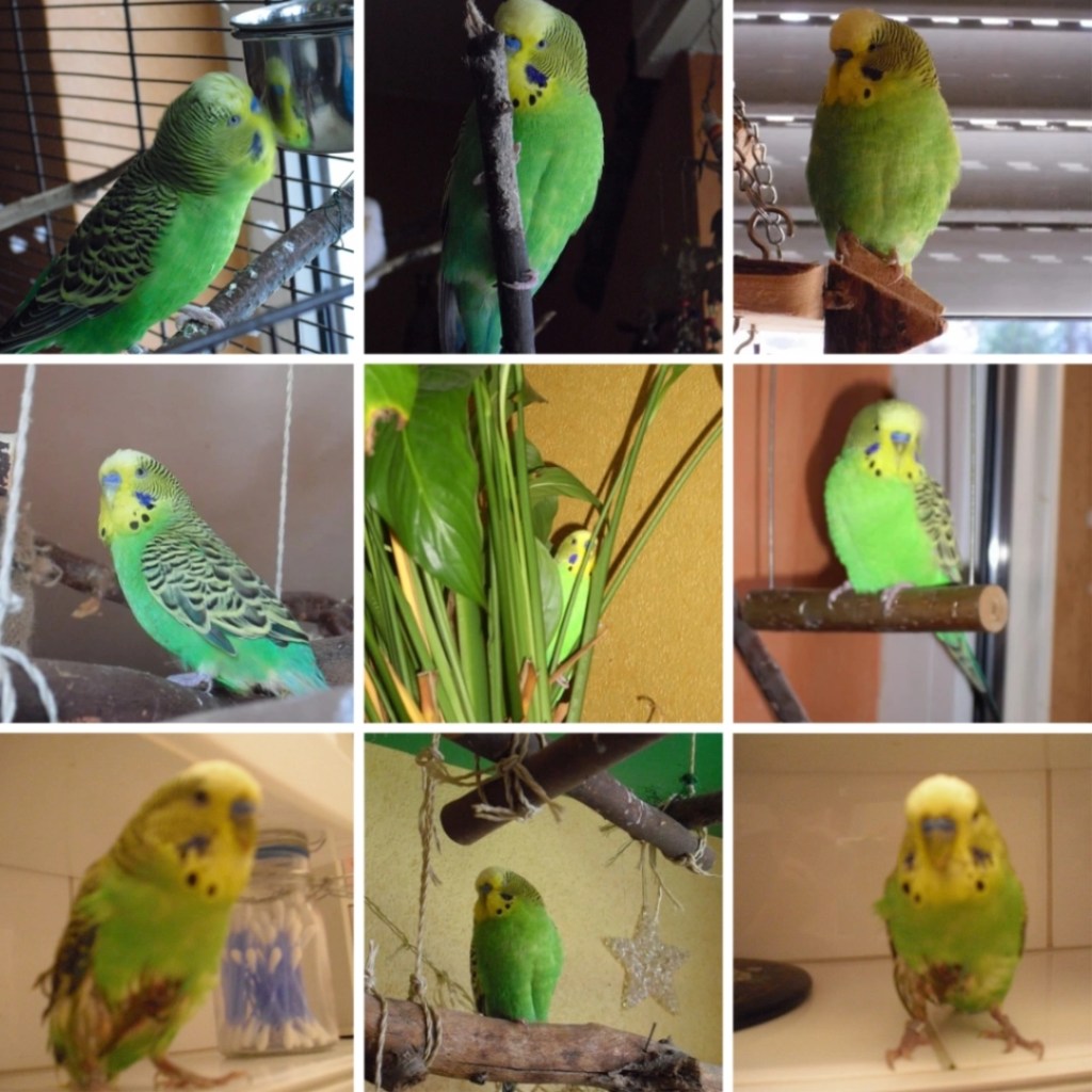 Photo Collage mit Bildern von Welli-Hahn Mucki