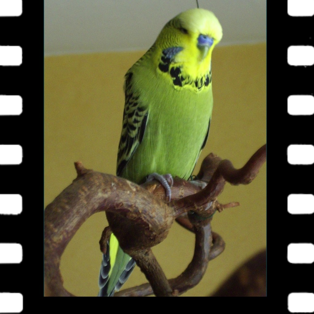 Meine ersten Wellensittiche Muckie starben an Lungenentzündung.