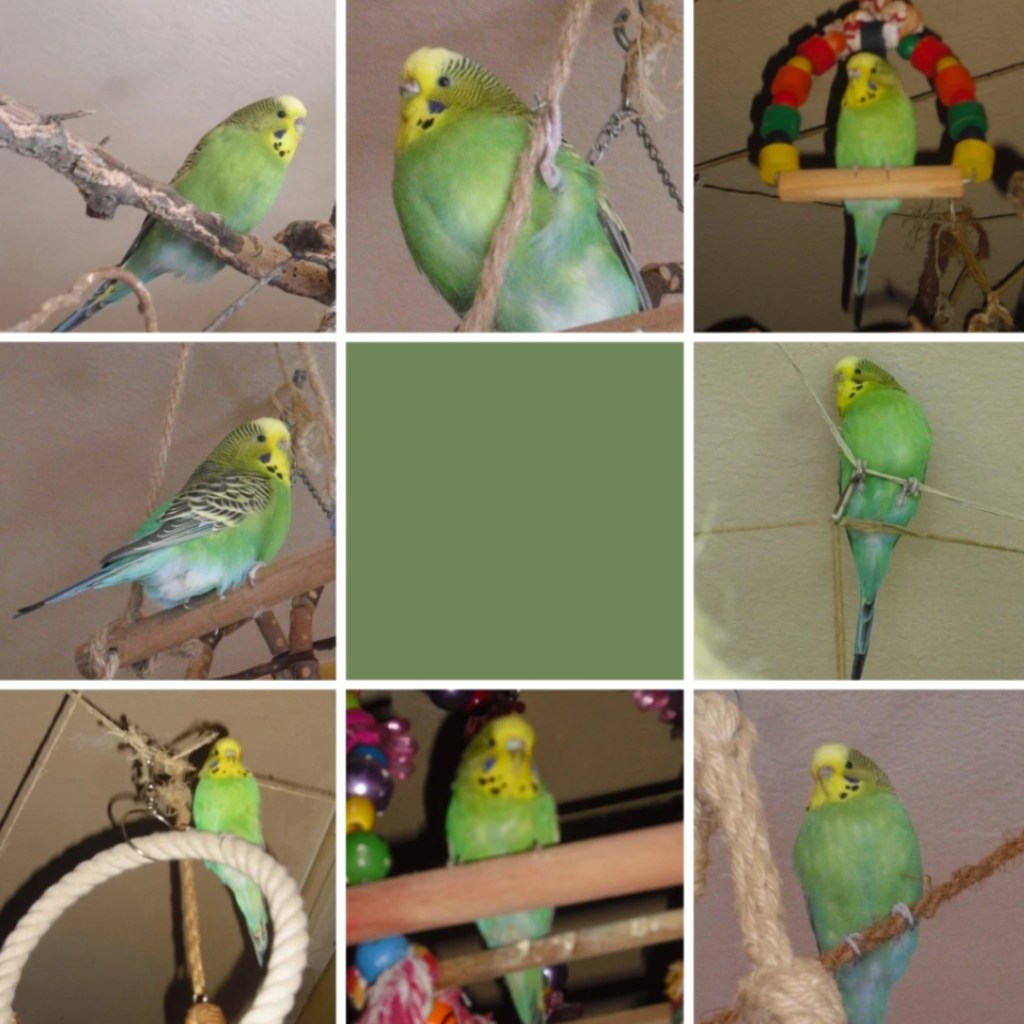 Photo Collage mit Bildern von Welli-Henne Muckine