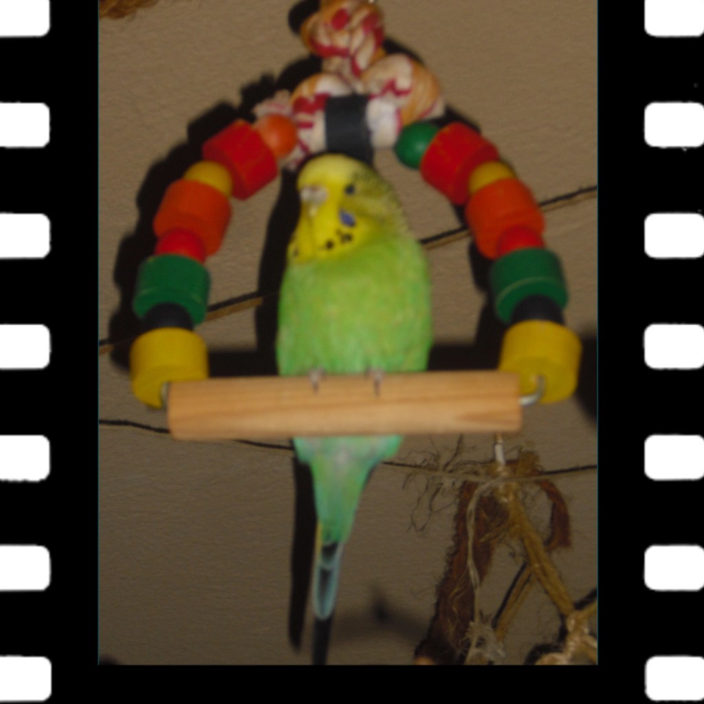 Wellensittich Muckine konnte leider auch nicht vom Tierarzt gerettet werden.