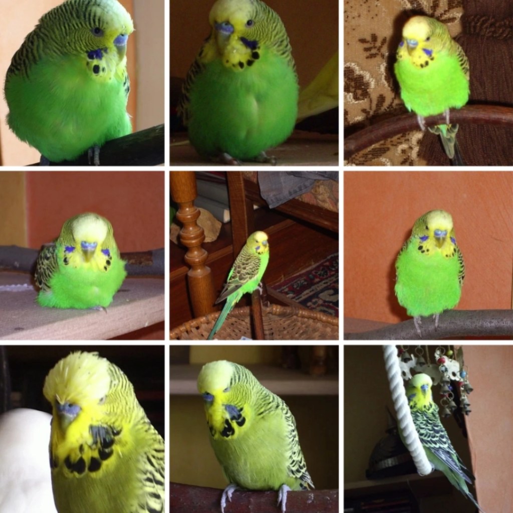 Photo Collage mit Bildern von Welli-Hähnen Mucki