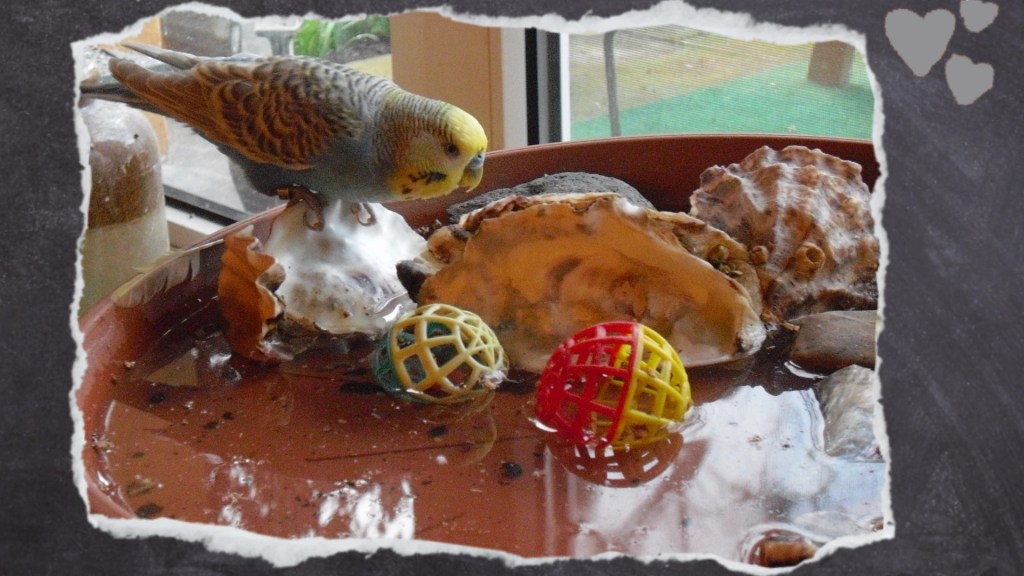 Blauer Wellensittich auf Muscheln im Vogelbad