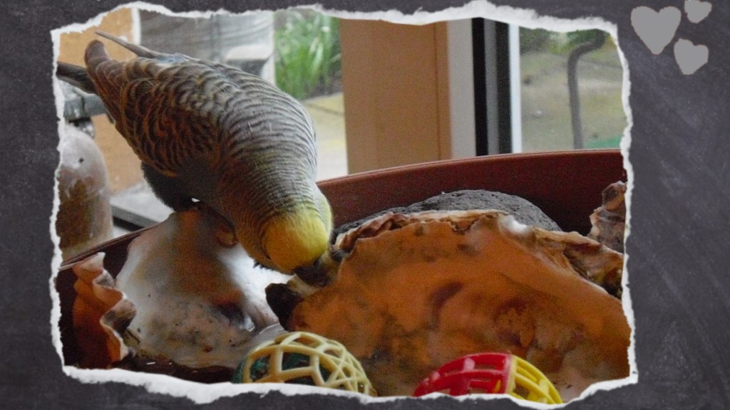 Wellihahn knabbert an Muscheln im Vogelbad