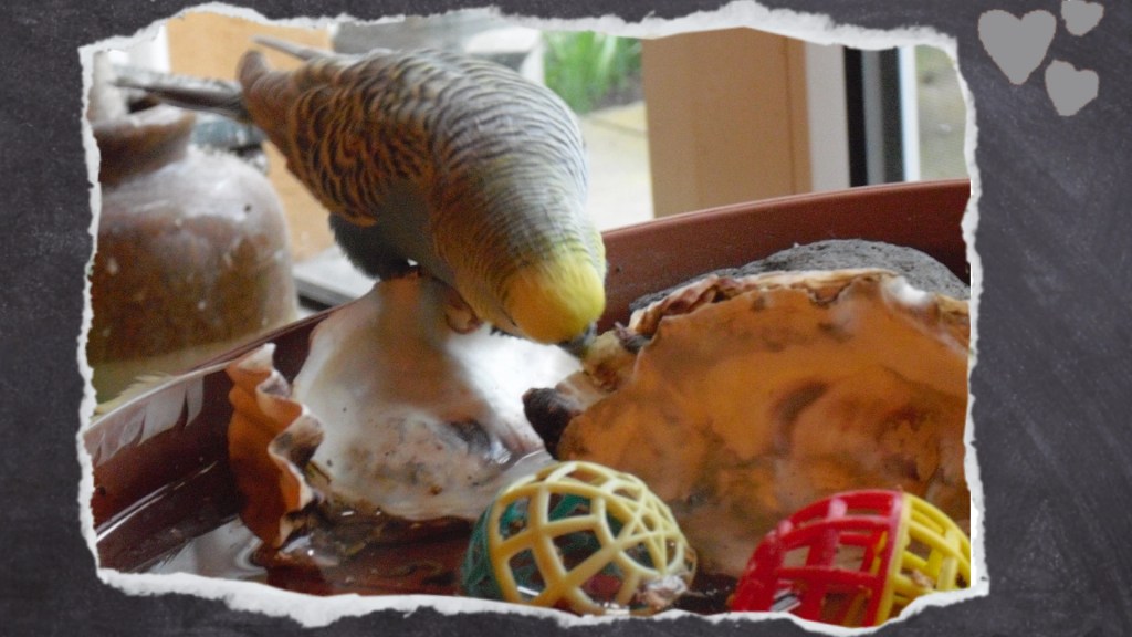 Welli knabbert an Muscheln als Deko für Vogelbrunnen