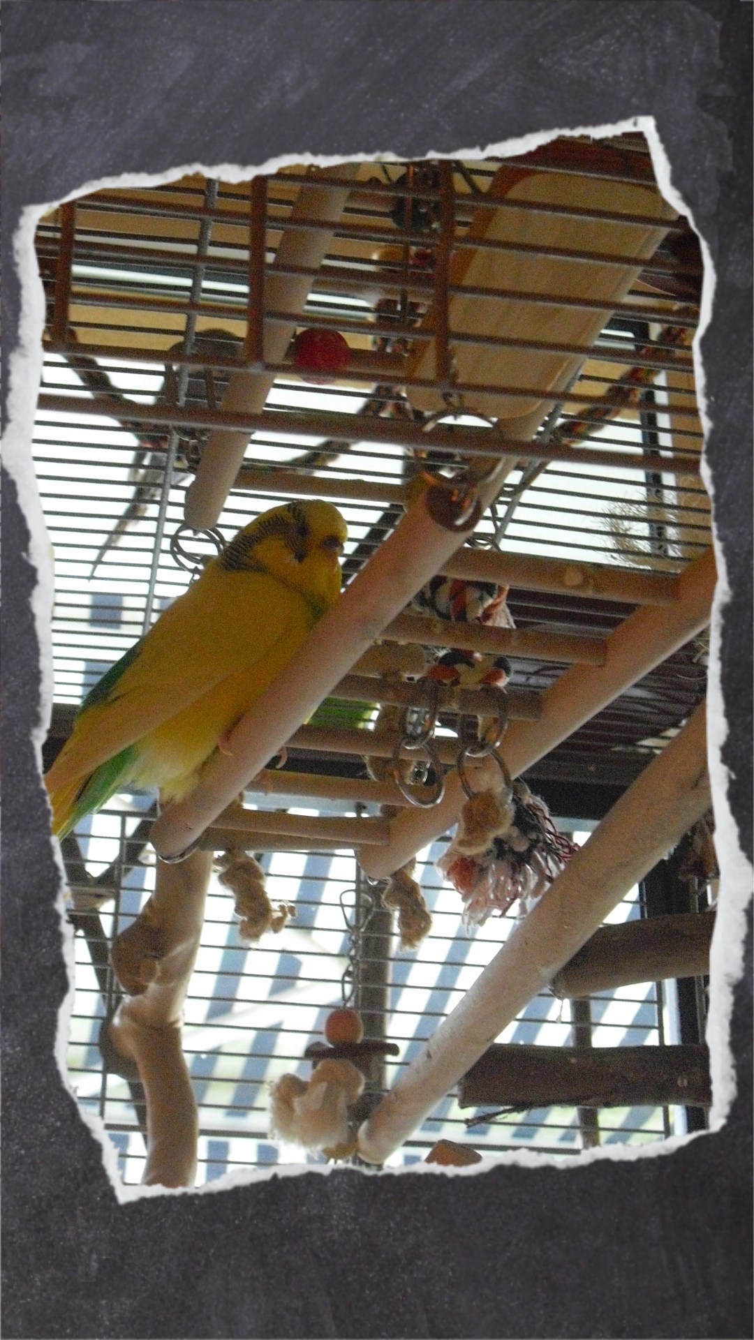 Gelber Wellensittich sitzt auf Holzbrücke im Vogelkäfig