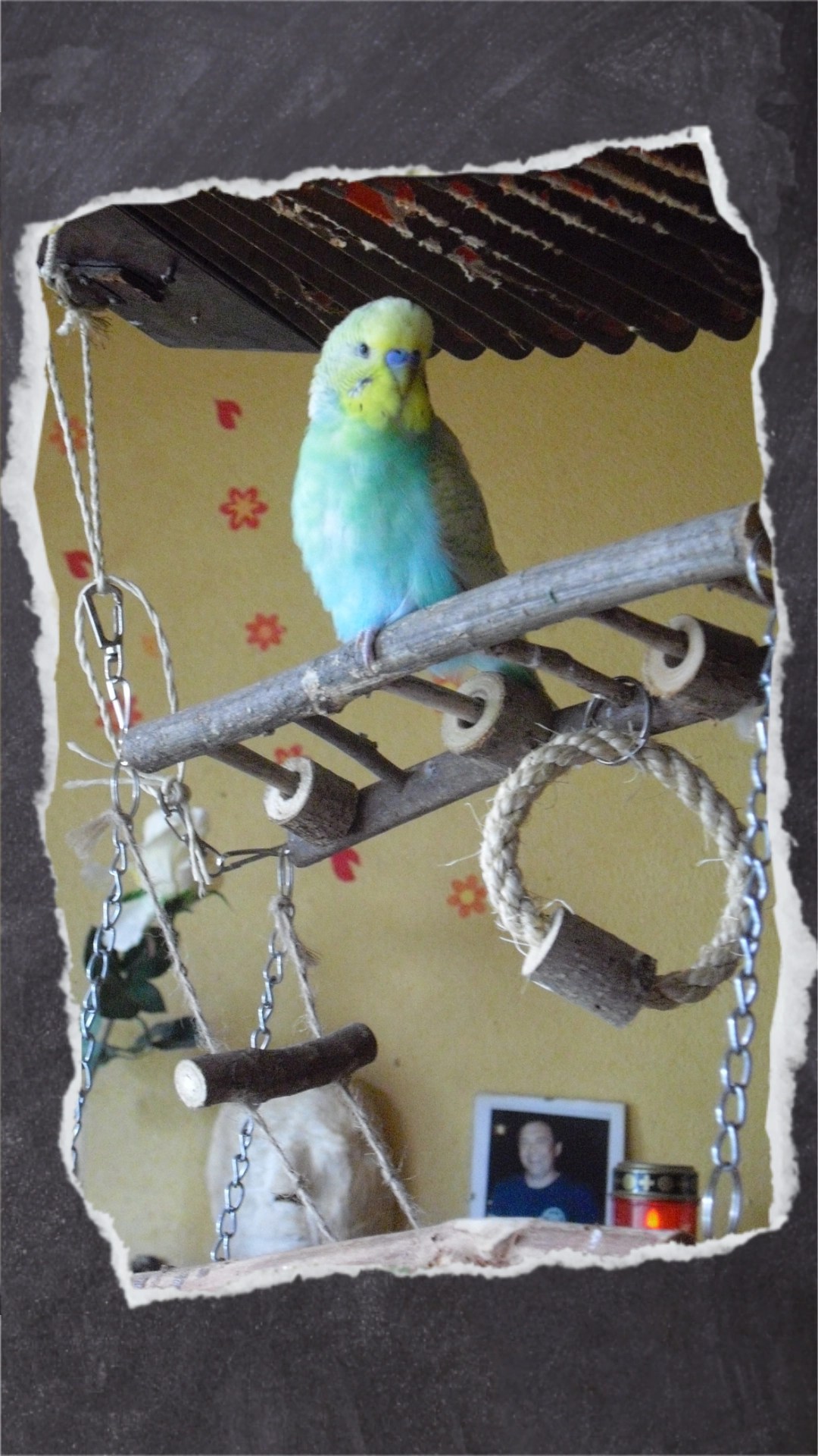 Wellensittich-Hahn sitzt auf Holzbrücke aus Naturholz