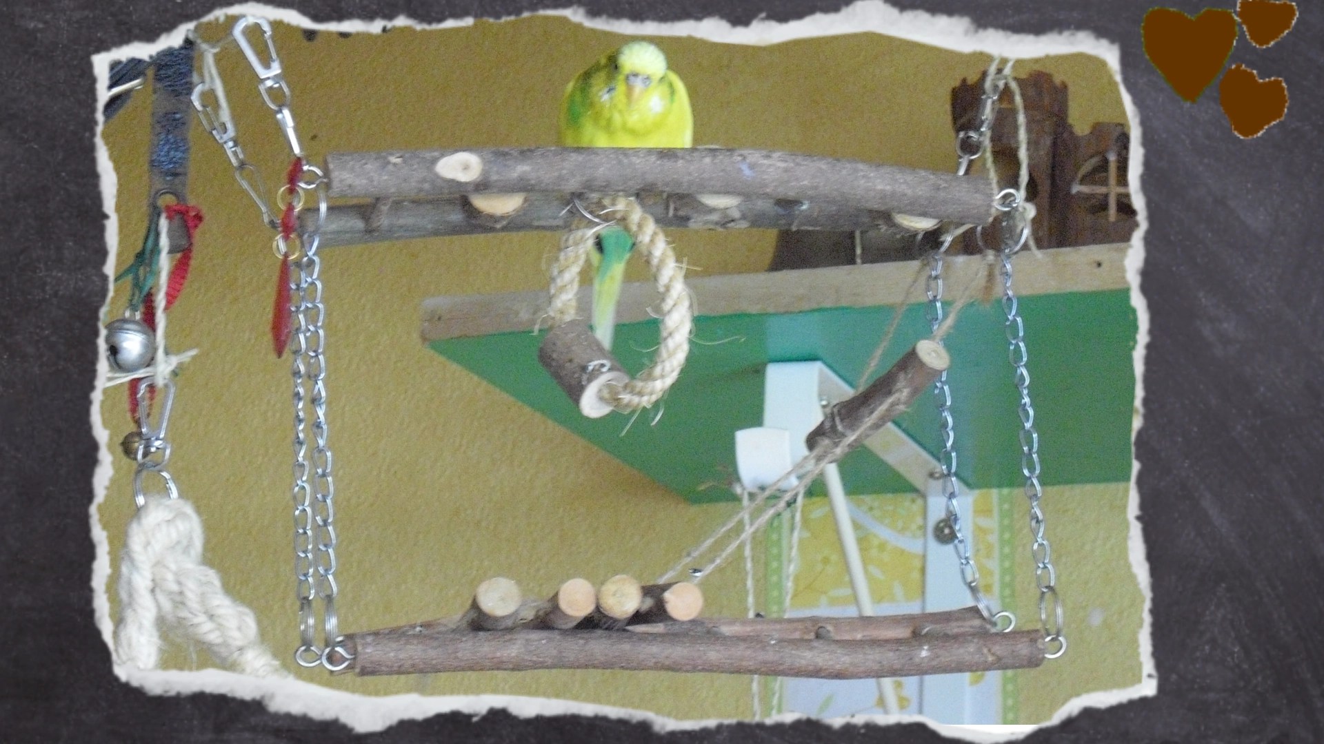 Gelber Wellensittich sitzt auf Holzbrücke aus Naturholz