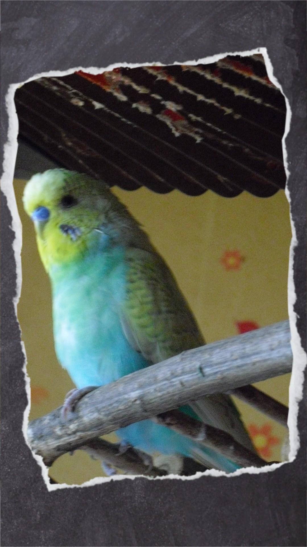 Benjamin sitzt oben auf der Nagerbrücke