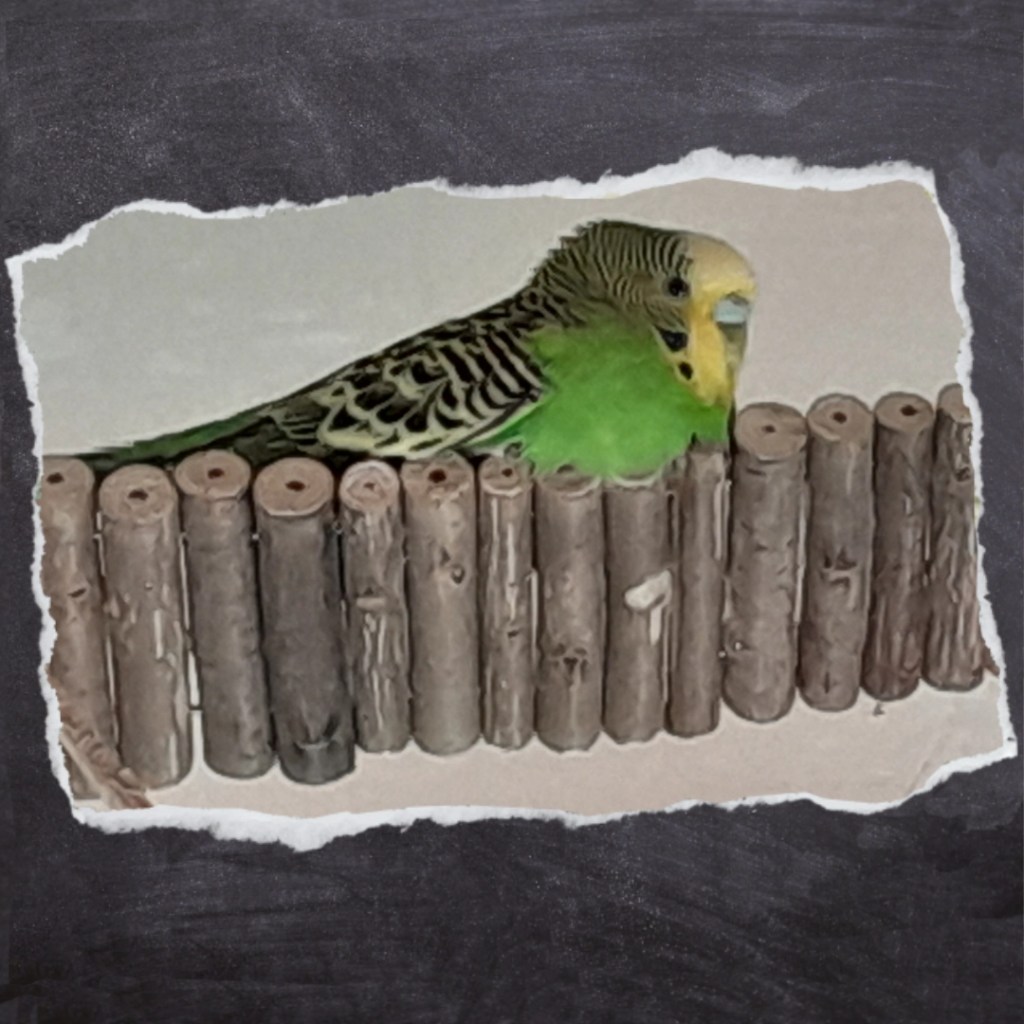 Nagerbrücken sind der beliebteste Sitzplatz meiner Wellensittiche